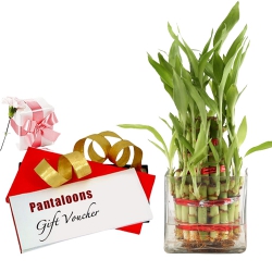 Green Bamboo Plant and Pantaloons E Voucher