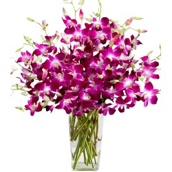 Fresh Orchids Placed in a Glass Vase