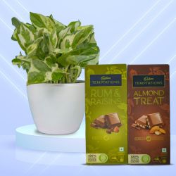 Air Purifying Golden Pothos Plant n Chocolate Churning
