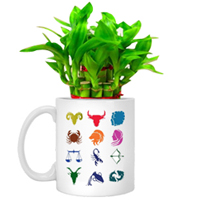 Cheerful Set of Lucky Bamboo Tree in Sun-sign Mug to Quilon