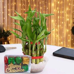 Beautiful 2 Tier Lucky Bamboo N LED Light Combo to Punalur