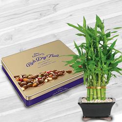 Fantastic Combo of Lucky Bamboo Plant with Cadbury Dry-fruit Tin to Marmagao