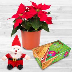 Alluring Plants Gift Combo for X-mas to Marmagao