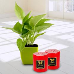 Exquisite Money Plant in Plastic Pot N Iris Aroma Pillar Candle to Lakshadweep