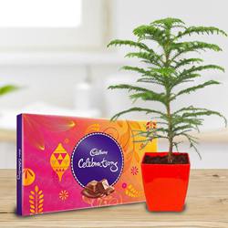 Exquisite Araucaria Potted Plant N Cadbury Celebrations Gift Pack to Rajamundri