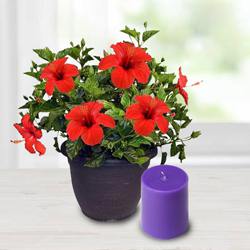 Alluring Hibiscus Potted Plant N Aroma Pillar Candle to Rajamundri