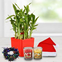 Exquisite Plant Gift Combo to Tirur