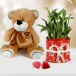 Marvelous Teddy with Chocolate n Lucky Bamboo Plant