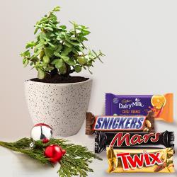 Lovely Jade Plant in Ceramic Pot with Assorted Chocolates for Christmas to Rajamundri