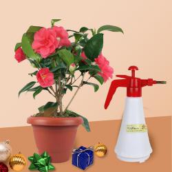 Stunning Camellia Flowering Plant with Watering Spray Pump for Xmas Gift to Chittaurgarh