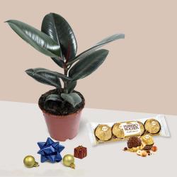 Fabulous Xmas Gift of Rubber Fig Plant with Ferrero Rocher Chocolates to Uthagamandalam