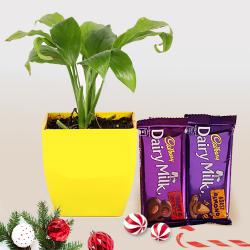 Trendy Gift of Lily Plant with Cadbury Chocolates on Christmas to Palai