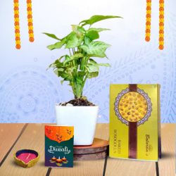 Plant Based Diwali Gift to Andaman and Nicobar Islands