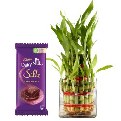Sumptuous Combo of 2 Tier Bamboo Plant N Cadbury Silk Chocolate Bar to Sivaganga