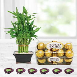 Diwali Gift of Lucky Bamboo Plant with Chocolates