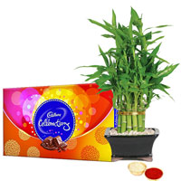 Wonderful Bamboo Plant N Cadbury Celebrations Pack