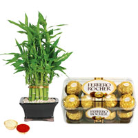 Sumptuous Ferrero Rocher Chocos N Bamboo Plant