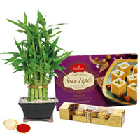 Bamboo Plant N Ferrero Rocher Chocos with Soan Papdi