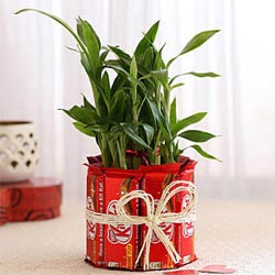 2 Tier Lucky Bamboo Plant with Nestle KitKat Chocolates to India
