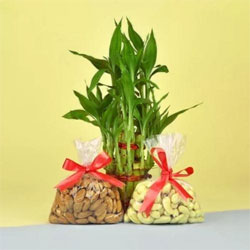 Delightful Mothers Day Gift of Lucky Bamboo with Mix Dry Fruits to Rajamundri