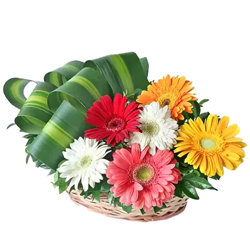 Charming  arrangement of 30 multi colored Gerberas to India