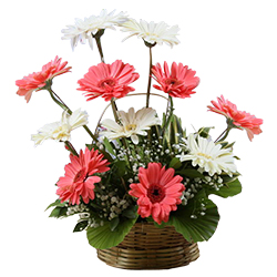 Lovely 15 colourful Gerberas to Sivaganga