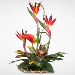 Radiant Birds of Paradise and Anthuriums  to Alwaye