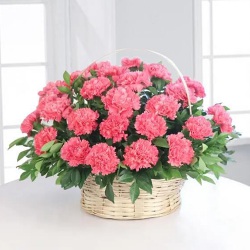 Beautiful Pink Carnation Basket to Rajamundri