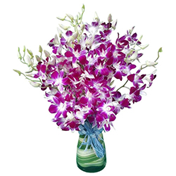 Pretty multiple Orchids in Vase