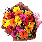 Radiant Selection of 15 Colorful Gerberas Bouquet to Punalur