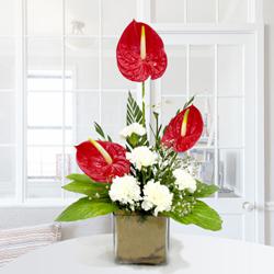 Remarkable Arrangement of Anthuriums n Carnations in Glass Vase to Rajamundri
