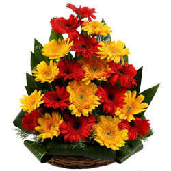 Exquisite Red & Yellow Gerberas Bouquet
 to Uthagamandalam