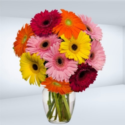 Artistic Presentation of Mixed Gerberas in a Glass Vase
