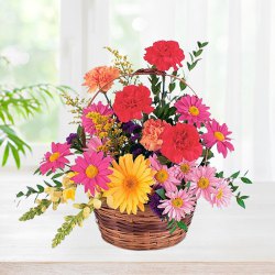Luxurious  Basket Presentation of Gerberas with Carnations