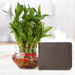 Lucky Mens Brown Leather Wallet from Rich Born with a 2 Tier Lucky Bamboo Plant for Good Luck to India