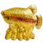Wonderful Golden Arowana Fish to Hariyana