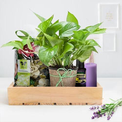 Alluring Money Plant n Aromatic Diffuser Gift Hamper for Mom