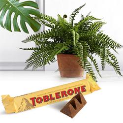 Delicious Chocolate Treat with Potted Bostern Fern Plant to Sivaganga