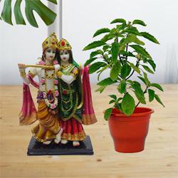 Remarkable Gift Set of Radha Krishna Murti with Holy Tulsi Plant