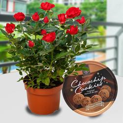 Breathtaking Combo of Flowering Rose Plant N Cookies