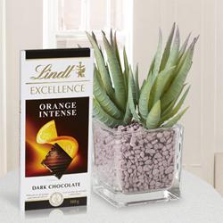 Delicate Combo of Aloe Vera Plant with Chocolate Bar to Marmagao