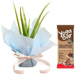 Nicely Presented Aloe vera plant with Yoga Bar to Hariyana