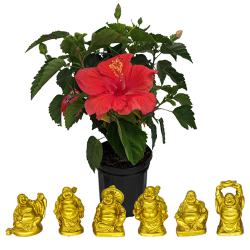 Blooming Hibiscus Plant with Laughing Buddha Set to India