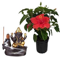 Exotic Hibiscus Plant n Bal Ganesha Idol Duo to India