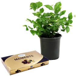 Soothing Jasmine Plant n Ferrero Rocher Duo to Andaman and Nicobar Islands