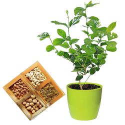 Classic Combo of Jasmine Plants n Dry Fruits to Tirur