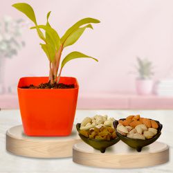 Air Purifying Philodendron Plant n Dried Fruits Combo