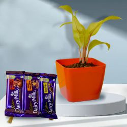 Air Purifying Philodendron Plant with Chocolate Fiesta to Tirur