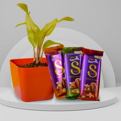 Air Purifying Philodendron Plant N Blithesome Chocolates Duo to Ambattur