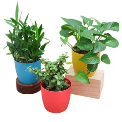 Natural Air Purifying Plants Trio for Indoor to Marmagao